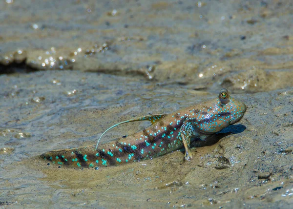 Mudskippers Žlutohnědé Periophthalmus Walailakae Borneu — Stock fotografie