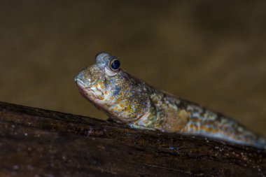 Borneo 'da Benekli Çamur Sıçrayanlar (Periophthalmus walailakae).