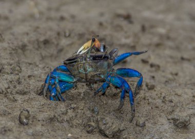 Alçak gelgit çamurunda renkli kemancı yengeçleri. Bako Parkı. Borneo.