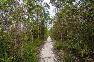 Etçil sürahi bitkisi. Bako Ulusal Parkı 'ndaki yağmur ormanlarında nepenthes albomarginata. Sarawak. Borneo. Malezya