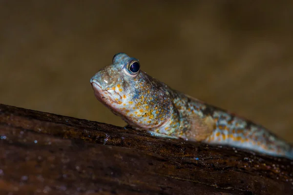 Patrones Barro Con Manchas Amarillas Periophthalmus Walailakae Borneo — Foto de Stock