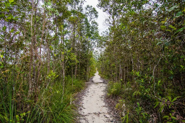 Etçil sürahi bitkisi. Bako Ulusal Parkı 'ndaki yağmur ormanlarında nepenthes albomarginata. Sarawak. Borneo. Malezya