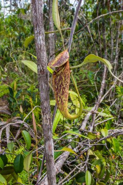 Etçil sürahi bitkisi. Bako Ulusal Parkı 'ndaki yağmur ormanlarında nepenthes albomarginata. Sarawak. Borneo. Malezya