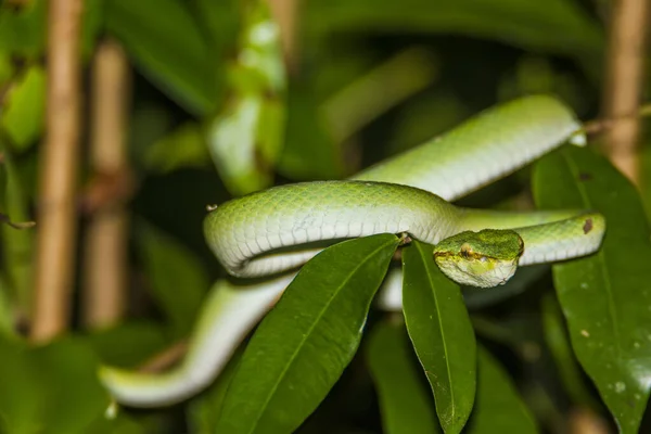 Zöld Vipera Bako Nemzeti Parkban Borneó Malajzia — Stock Fotó