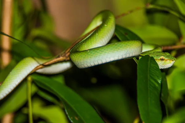 Zielona Żmija Parku Narodowym Bako Borneo Malezja — Zdjęcie stockowe