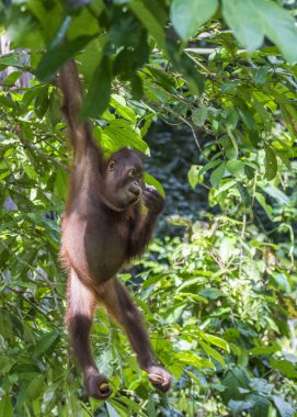 Borneo 'daki Orangutanlar, Sepilok Sabach