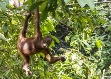 Borneo 'daki Orangutanlar, Sepilok Sabach