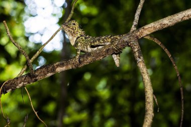 Borneo Anglehead Agamid, Borneo Malezya