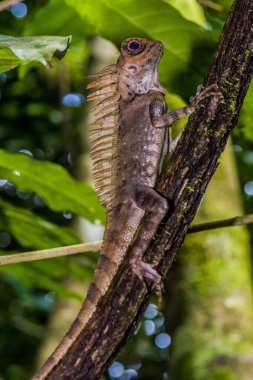 Gunung 'da Borneo Kertenkelesi Borneo Malezya' da