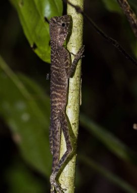 Gunung 'da Borneo Kertenkelesi Borneo Malezya' da