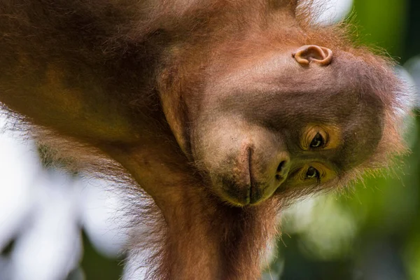 Orangutans Στο Βόρνεο Sepilok Sabach — Φωτογραφία Αρχείου