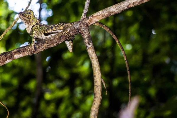 Borneo Anglehead Agamid, Borneo Malezya