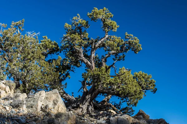 Ancient Bristlecone Pine Californie — Photo