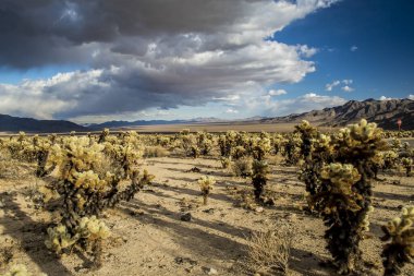 Joshua Tree Ulusal Parkı, Kaliforniya 'daki Cholla Kaktüs Bahçesi.