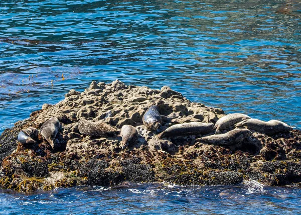 Selo Porto Point Lobos Califórnia — Fotografia de Stock
