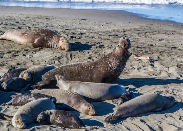 Bull Elephant Seal San Simeon Beach Καλιφόρνια — Φωτογραφία Αρχείου