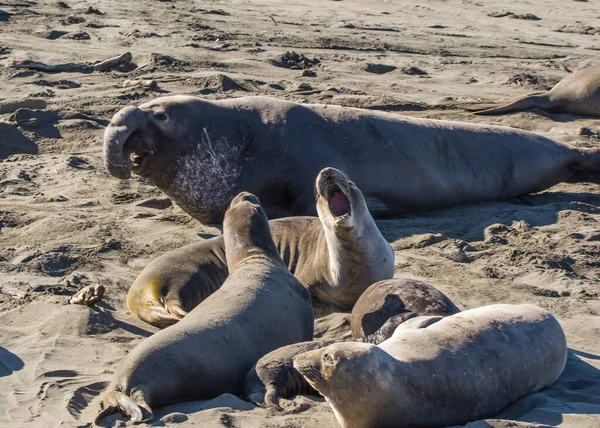 Bull Elephant Seal San Simeon Beach Καλιφόρνια — Φωτογραφία Αρχείου