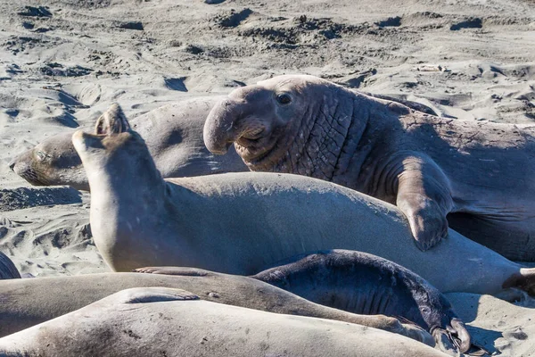 サンシメオンビーチのブル象のシール カリフォルニア — ストック写真