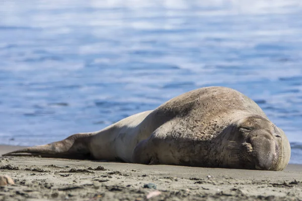 Bull Elephant Seal Sulla Spiaggia San Simeon California — Foto Stock