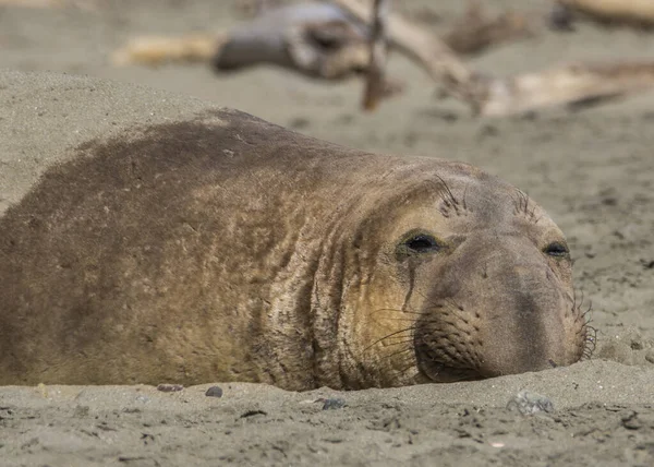 Bull Elephant Seal Sulla Spiaggia San Simeon California — Foto Stock