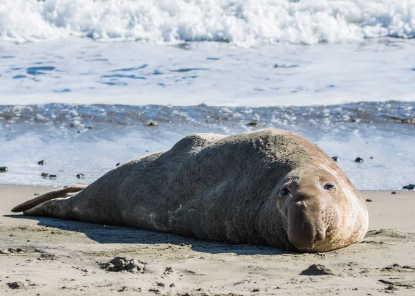 Pieczęć Słonia Plaży San Simeon Kalifornia — Zdjęcie stockowe