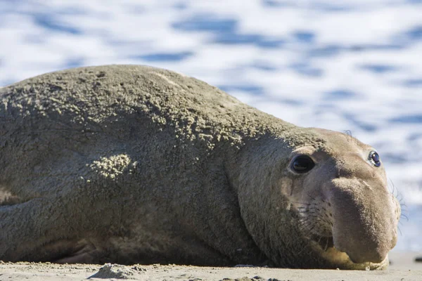 Bull Elephant Seal San Simeon Beach Καλιφόρνια — Φωτογραφία Αρχείου