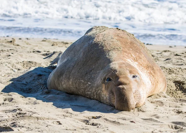 Bull Elephant Seal Sulla Spiaggia San Simeon California — Foto Stock