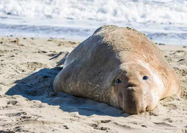 Bull Elephant Seal Sulla Spiaggia San Simeon California — Foto Stock