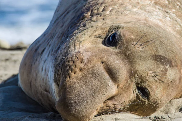 Bull Elephant Seal Sulla Spiaggia San Simeon California — Foto Stock