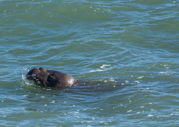 Elefante Toro Playa San Simeón California — Foto de Stock