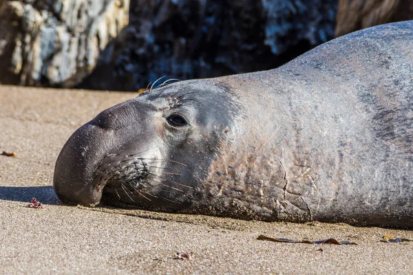 Bull Elephant Seal Sur Plage San Simeon Californie — Photo