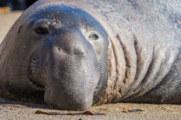 Bull Elephant Seal Sur Plage San Simeon Californie — Photo