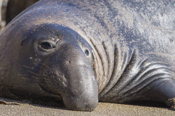 Pieczęć Słonia Plaży San Simeon Kalifornia — Zdjęcie stockowe