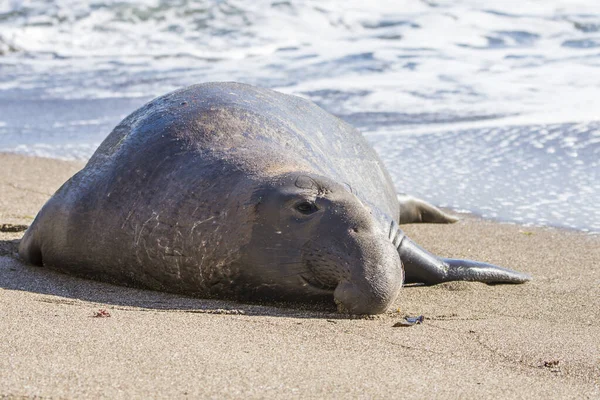 Bull Elephant Seal San Simeon Beach California — Stok Foto