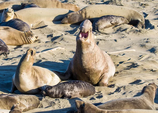 Bull Elephant Seal San Simeon Beach California — стокове фото