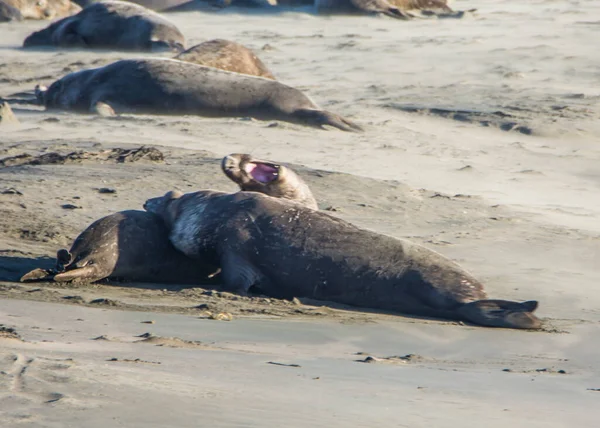 Bull Elefánt Fóka San Simeon Beach Kalifornia — Stock Fotó