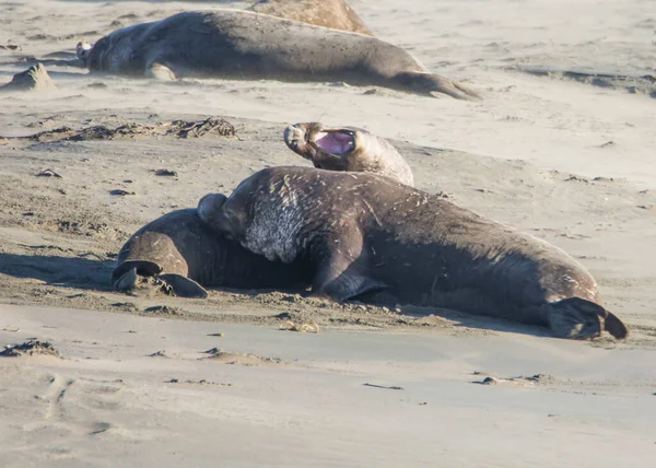 Bull Elephant Seal San Simeon Beach Καλιφόρνια — Φωτογραφία Αρχείου