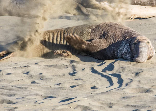 Bull Elephant Seal Sur Plage San Simeon Californie — Photo