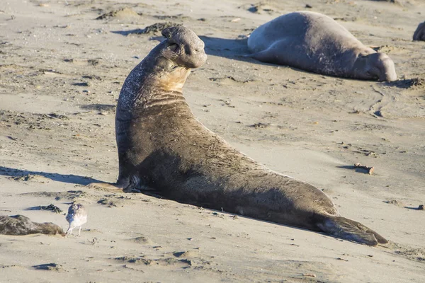 Bull Elephant Seal San Simeon Beach Καλιφόρνια — Φωτογραφία Αρχείου