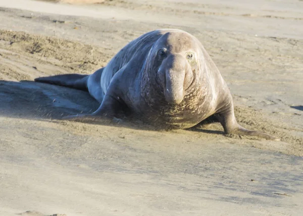 Bull Elephant Seal Sulla Spiaggia San Simeon California — Foto Stock