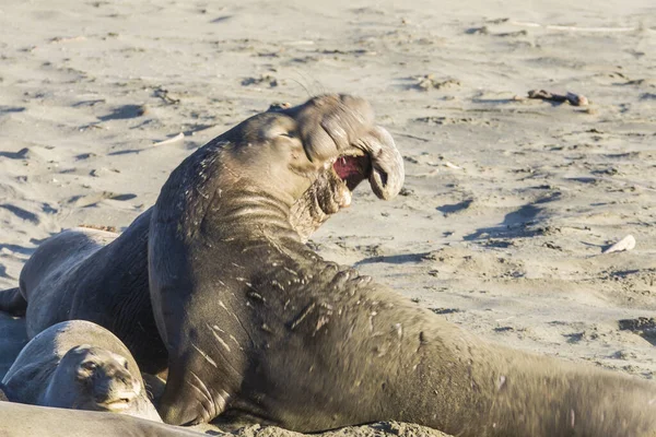 Bull Elephant Seal San Simeon Beach Californië — Stockfoto