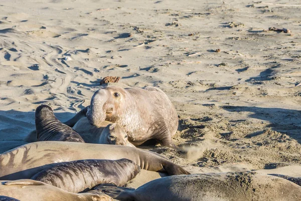 Bull Elephant Seal San Simeon Beach Καλιφόρνια — Φωτογραφία Αρχείου