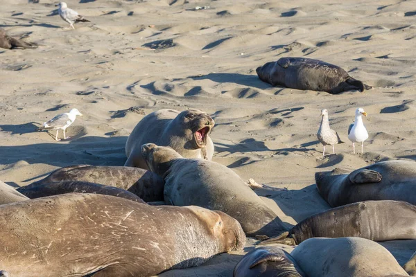 Bull Elephant Seal San Simeon Beach Καλιφόρνια — Φωτογραφία Αρχείου