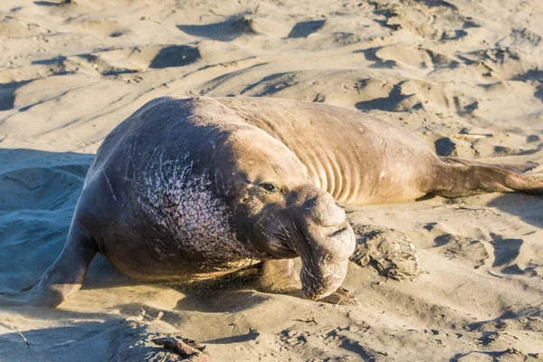 Bull Elephant Seal Sulla Spiaggia San Simeon California — Foto Stock