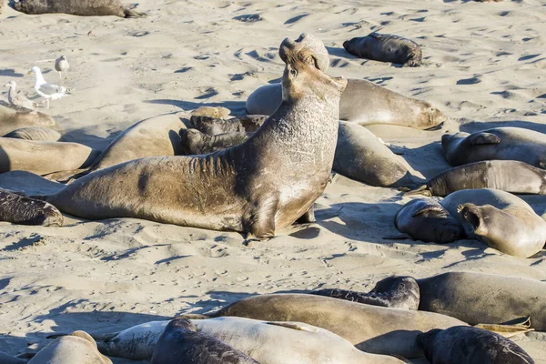 Bull Elephant Seal San Simeon Beach California — стокове фото