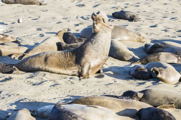 Bull Elephant Seal San Simeon Beach Καλιφόρνια — Φωτογραφία Αρχείου