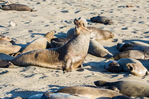 Bull Elephant Seal San Simeon Beach Califórnia — Fotografia de Stock