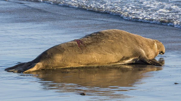 시므온 해변에서 식하는 소코끼리 캘리포니아 — 스톡 사진