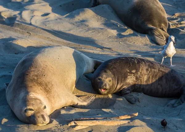 Bull Elephant Seal San Simeon Beach Καλιφόρνια — Φωτογραφία Αρχείου