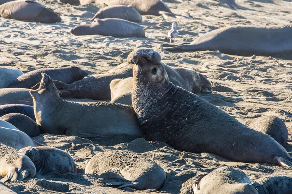 Bull Elephant Seal San Simeon Beach Καλιφόρνια — Φωτογραφία Αρχείου